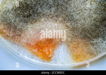 Un pezzo di cibo coperto di muffa e funghi patogeni ruota da vicino Foto Stock