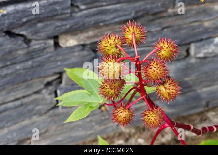 Olio di ricino ramo di pianta con capsule di semi e foglie. Frutti di Ricinus communis. Foto Stock