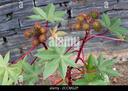 Olio di ricino pianta con capsule di semi e foglie. Frutti di Ricinus communis. Foto Stock