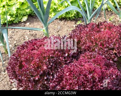 Lattuga rossa e verde e aglio accompagnano le piante in giardino. Letto misto di verdure. Controllo biologico dei parassiti. Foto Stock