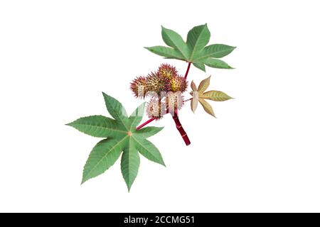 Pianta di olio di ricino con capsule di semi e foglie isolate su bianco. Frutti di Ricinus communis. Foto Stock