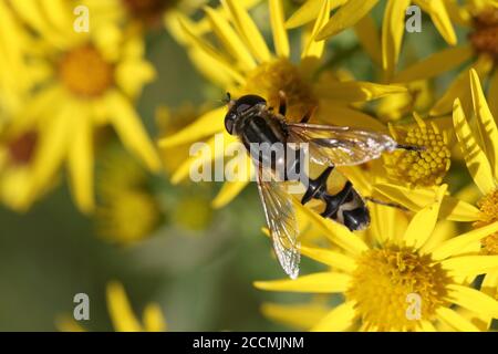 Un esemplare dell'hoverfly Helophilus tripittatus su ragwort, preso a Hunterston in Ayrshire, Scozia. Foto Stock