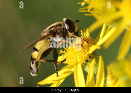 Un esemplare dell'hoverfly Helophilus tripittatus su ragwort, preso a Hunterston in Ayrshire, Scozia. Foto Stock