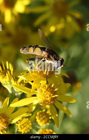 Un esemplare dell'hoverfly Helophilus tripittatus su ragwort, preso a Hunterston in Ayrshire, Scozia. Foto Stock