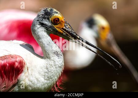 Ritratto di Roseate Spoonbill (Platalea ajaja) Foto Stock