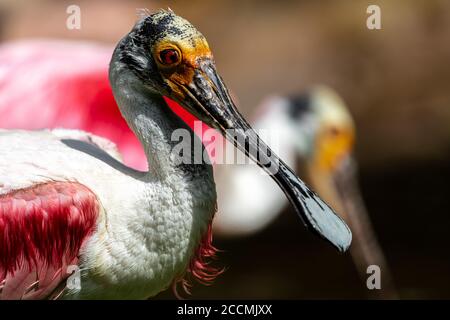 Ritratto di Roseate Spoonbill (Platalea ajaja) Foto Stock