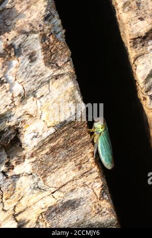 Un esemplare di Green Leafhopper (Cicadella viridis), su un tronco di Faggio caduto, preso a Hunterston in Ayrshire, Scozia. Foto Stock