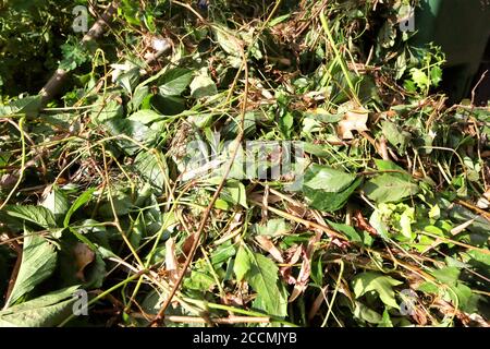 giardinaggio in un giardino in eccesso con un mucchio enorme di talee pronte per il cumulo di composto Foto Stock