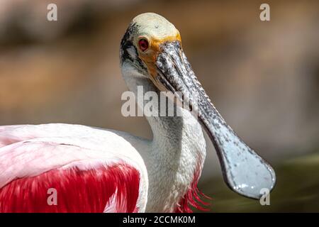 Ritratto di Roseate Spoonbill (Platalea ajaja) Foto Stock