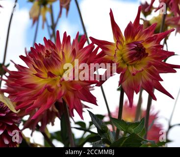 Dahlia fantastico. Foto Stock
