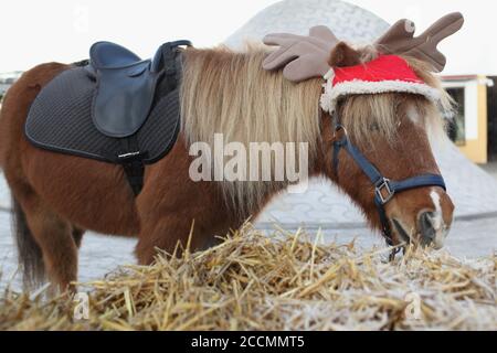 Pony vestito in antlers renna cappello mangia fieno sul mercato di Natale al museo Amos Rex a Helsinki, Finlandia Foto Stock