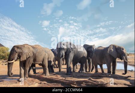 Mandria di elefanti africani in visita al campo per rilassarsi e bere un drink al sole di metà giornata, con un cielo azzurro chiaro e chiaro, Nehimba, Parco Nazionale di Hwange, Z Foto Stock