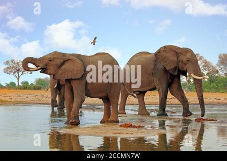 Elefanti che si levano in piedi indietro ad una buca d'acqua con un Volo di uccello in testa nel Parco Nazionale di Chobe Botswana Foto Stock