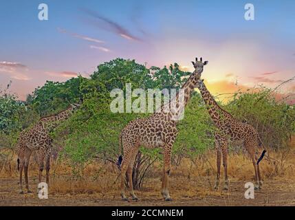 Mandria di giraffa Thornicroft in piedi sull'autobus con una nuvola al tramonto nel South Luangwa National Park, Zambia, Africa meridionale Foto Stock