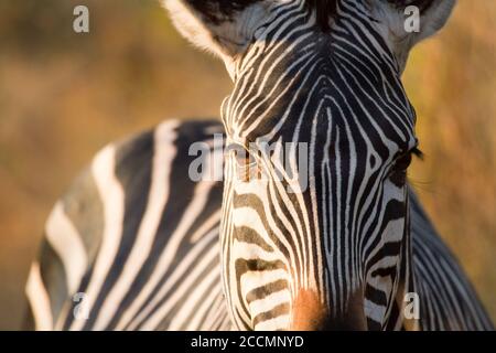 Estremo primo piano di una comune faccia di zebra guardando direttamente nella fotocamera Foto Stock