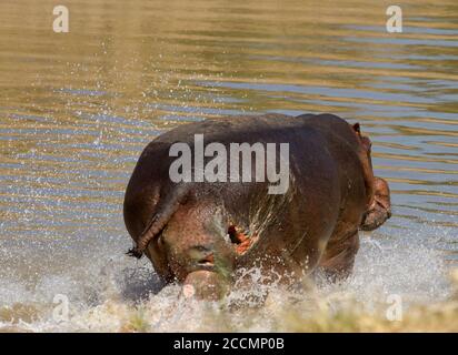 Grande ippopotamo adulto che scorre nel fiume . L'ippopotamo ha una grande ferita che si avvolge nella gamba posteriore. Parco Nazionale di Luangwa Sud, Zambia Foto Stock