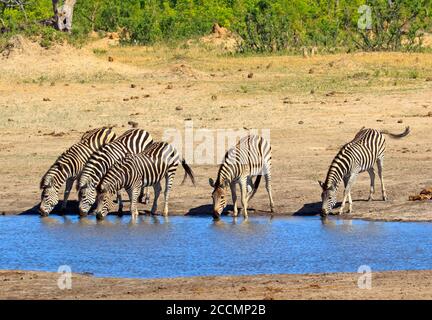 Una piccola mandria di Burchell Zebra con teste giù, bevendo da una buca d'acqua nel Parco Nazionale di Hwange, Zimbabwe Foto Stock