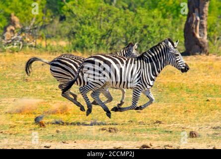 Due Zebra comuni che attraversano le pianure africane: La sfocatura del movimento è visibile nel parco nazionale delle cascate Legs Victoria, Zimbabwe Foto Stock