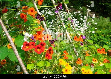 Arrampicata Nasturtiums su un supporto in legno fatto di bastoni rami legno in un piccolo giardino sul retro nel mese di agosto Carmarthenshire Galles UK KATHY DEWITT Foto Stock