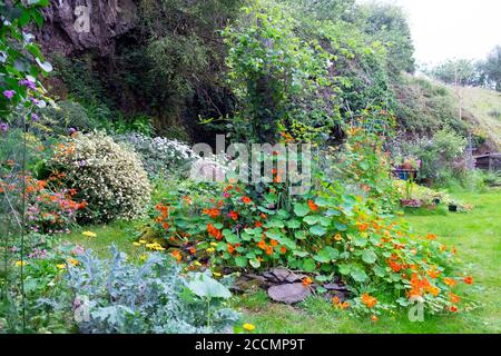 Vista del piccolo giardino di campagna coltivando verdure e fiori in Agosto estate nel Galles del Carmarthenshire Regno Unito KATHY DEWITT Foto Stock