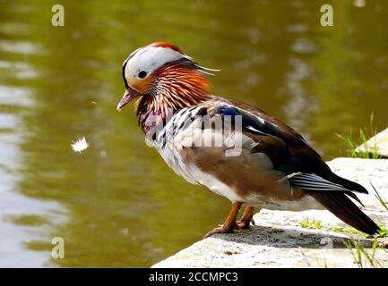 Colorato Mandarin Duo in piedi accanto al bordo delle acque con una piuma che galleggia davanti all'anatra Foto Stock