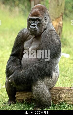 Captive Bred Silver Back Gorilla seduto su un tronco di legno guardando direttamente nella fotocamera, con le mani incrociate Foto Stock