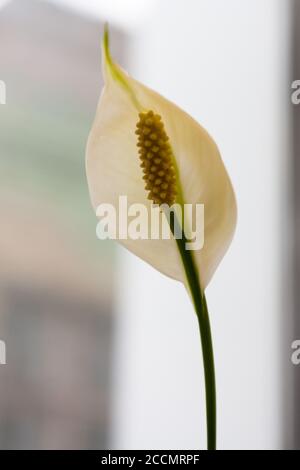 Spathiphyllum: Un fiore bianco profumato, chiamato anche giglio della Pace e felicità delle Donne . Foto Stock