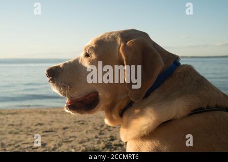 Un Yellow Lab guarda l'alba da una spiaggia sulla costa del New Jersey Foto Stock