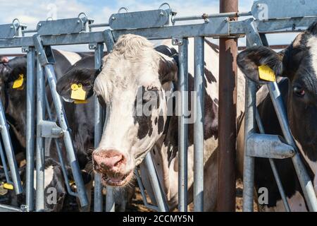 Mucche in fattoria casearia in fienile all'aperto. Allevamento mungendo bovini. Foto Stock