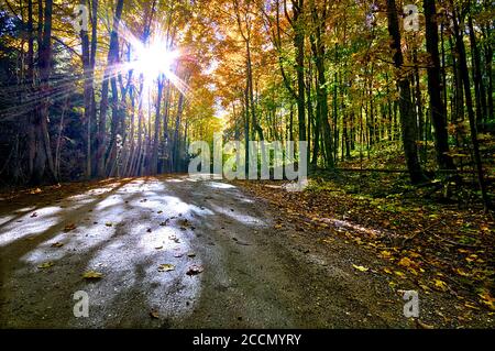 Il paesaggio della strada di campagna con foglie di colore autunnale, e vista ad angolo basso. Foto Stock