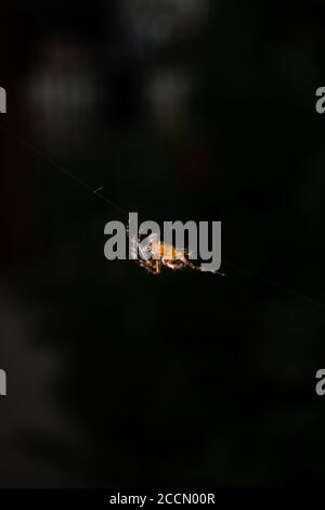 Immagine verticale di un ragno da giardino europeo sul web sotto le luci con uno sfondo scuro e sfocato Foto Stock