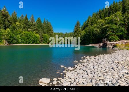 Queets River attraverso Lower Queets Valley nel Parco Nazionale Olimpico Foto Stock