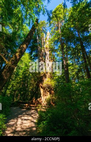 Big Cedar Tree si erge alto vicino a Kalaloch, nella Olympic National Parcheggio Foto Stock