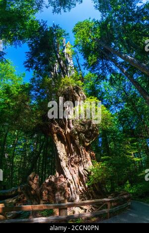 Big Cedar Tree si erge alto vicino a Kalaloch, nella Olympic National Parcheggio Foto Stock