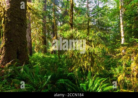 Muschio è appeso agli alberi in una mattinata soleggiata nel Foresta pluviale di Hoh nel Parco Nazionale Olimpico Foto Stock