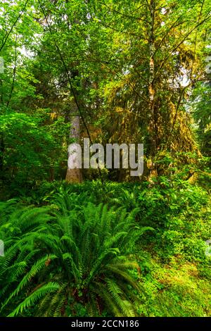 Muschio è appeso agli alberi in una mattinata soleggiata nel Foresta pluviale di Hoh nel Parco Nazionale Olimpico Foto Stock