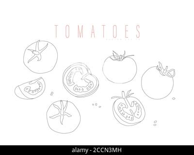 Pomodori interi e tagliati. Contorno vettoriale isolato su sfondo bianco. Illustrazione Vettoriale