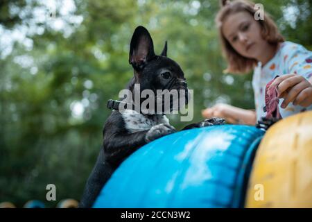 ragazza giocare con carino piccolo frenchie bulldog cucciolo nel parco in estate Foto Stock