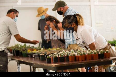 Toronto, Canada. 23 agosto 2020. Le persone che indossano maschere di protezione frequentano il Best Cactus and Succulent sale del 2020 al Toronto Botanical Garden di Toronto, Canada, il 23 agosto 2020. Ospitato dal Toronto Botanical Garden e dal Toronto Cactus & Succulent Club, l'evento è iniziato qui la domenica attirando centinaia di cactus e succulenti amanti. Credit: Zou Zheng/Xinhua/Alamy Live News Foto Stock