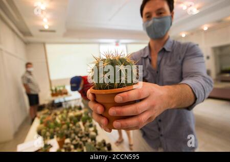 Toronto, Canada. 23 agosto 2020. Un uomo mostra un cactus durante il Best Cactus and Succulent sale del 2020 al Toronto Botanical Garden di Toronto, Canada, il 23 agosto 2020. Ospitato dal Toronto Botanical Garden e dal Toronto Cactus & Succulent Club, l'evento è iniziato qui la domenica attirando centinaia di cactus e succulenti amanti. Credit: Zou Zheng/Xinhua/Alamy Live News Foto Stock