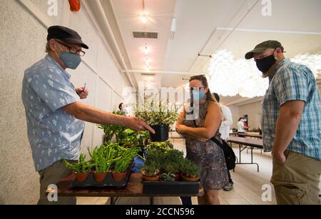 Toronto, Canada. 23 agosto 2020. Le persone che indossano maschere di protezione frequentano il Best Cactus and Succulent sale del 2020 al Toronto Botanical Garden di Toronto, Canada, il 23 agosto 2020. Ospitato dal Toronto Botanical Garden e dal Toronto Cactus & Succulent Club, l'evento è iniziato qui la domenica attirando centinaia di cactus e succulenti amanti. Credit: Zou Zheng/Xinhua/Alamy Live News Foto Stock