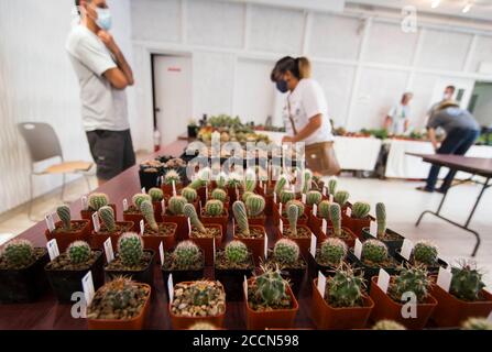 Toronto, Canada. 23 agosto 2020. Le persone che indossano maschere di protezione frequentano il Best Cactus and Succulent sale del 2020 al Toronto Botanical Garden di Toronto, Canada, il 23 agosto 2020. Ospitato dal Toronto Botanical Garden e dal Toronto Cactus & Succulent Club, l'evento è iniziato qui la domenica attirando centinaia di cactus e succulenti amanti. Credit: Zou Zheng/Xinhua/Alamy Live News Foto Stock