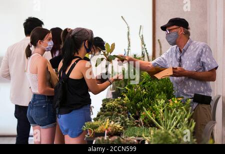 Toronto, Canada. 23 agosto 2020. Le persone che indossano maschere di protezione frequentano il Best Cactus and Succulent sale del 2020 al Toronto Botanical Garden di Toronto, Canada, il 23 agosto 2020. Ospitato dal Toronto Botanical Garden e dal Toronto Cactus & Succulent Club, l'evento è iniziato qui la domenica attirando centinaia di cactus e succulenti amanti. Credit: Zou Zheng/Xinhua/Alamy Live News Foto Stock