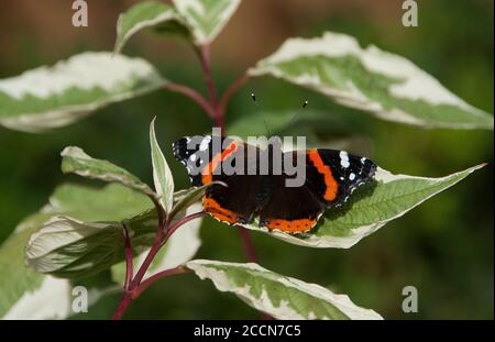 Farfalla rossa ammiraglio che si asciuga dopo la pioggia su cornus variegato Foto Stock