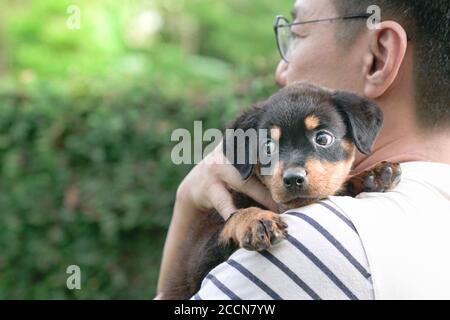Uomo adulto che tiene il piccolo cane cucciolo sulla sua spalla. Spazio di copia. Foto Stock