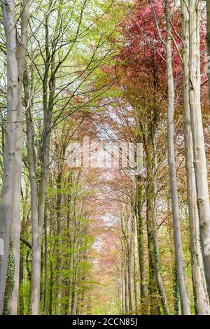 Viale degli alberi di faggio con fogliame primaverile Foto Stock