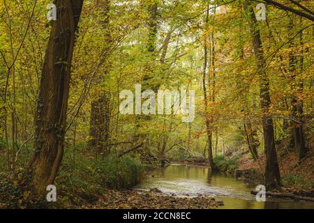 Paesaggio autunnale in boschi decidui Foto Stock