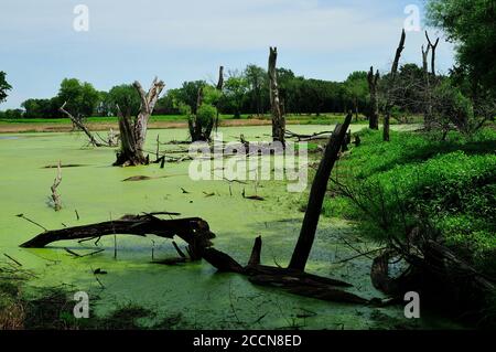 Una palude pianeggiante coperta di alghe e alberi di letame. Foto Stock