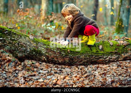 Piccolo ragazzo carino, in autunno maglione arrampicata l'albero. Tempo di caduta in natura. Bambini che giocano all'aperto. Foto Stock