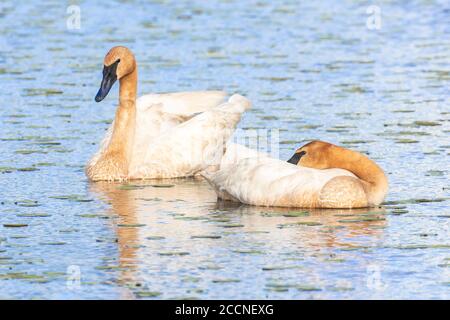 Cigni trombettieri (Cygnus buccinator), primi mesi d'estate, in stagno di acqua dolce, e USA, di Dominique Braud/Dembinsky Photo Assoc Foto Stock